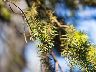 spruce tree branch
