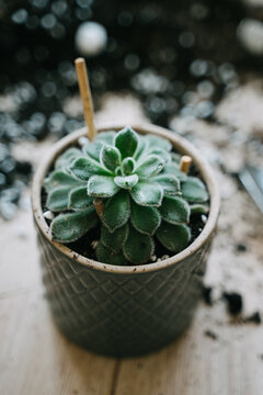 Transplanting a plant into a gray ceramic pot. The succulent is planted in a pot. A spatula with soil for a houseplant lies on the floor. Vertical photo. 