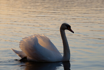 white swan, in the photo the swan swims along the river in the evening during sunset, photographed in backlight, so there is a loss of contrast