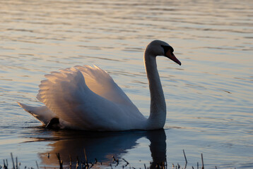 white swan, in the photo the swan swims along the river in the evening during sunset, photographed in backlight, so there is a loss of contrast