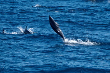 Fototapeta premium Dusky dolphin (Lagenorhynchus obscurus) leaping out of the water in the Atlantic Ocean, off the coast of the Falkland Islands