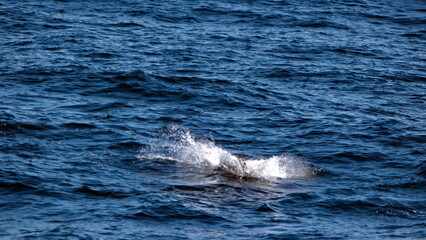 Obraz premium Dusky dolphin (Lagenorhynchus obscurus) splashing down after a jump in the Atlantic Ocean, off the coast of the Falkland Islands