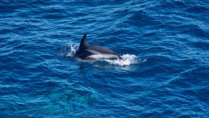 Dorsal fin of a dusky dolphin (Lagenorhynchus obscurus) in the Atlantic Ocean, off the coast of the Falkland Islands