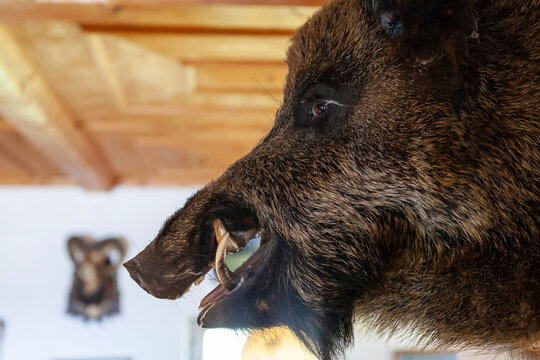 Troph&auml;he eines Wildschweins in einer Jagdh&uuml;tte