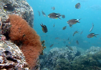 Costa Rica Pacific sea life