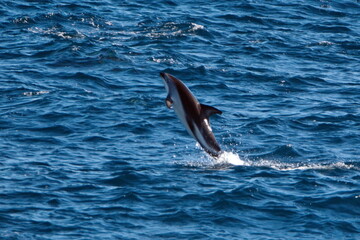 Fototapeta premium Dusky dolphin (Lagenorhynchus obscurus) leaping out of the water in the Atlantic Ocean, off the coast of the Falkland Islands