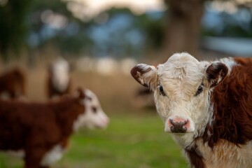 beautiful cattle in Australia  eating grass, grazing on pasture. Herd of cows free range beef being regenerative raised on an agricultural farm. Sustainable farming 