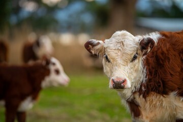 Beef cattle and cows in Australia	
