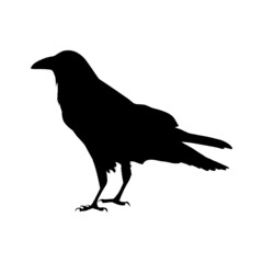 Crow vector silhouette image