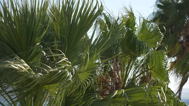 Closeup view slow motion 4k stock video footage of green leaves of several tropical palms blown by strong wind on sunny beach. Trees isolated on blue sky natural background