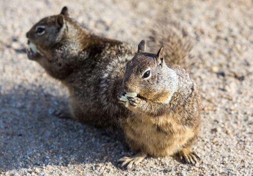 Dramatic image of cute brown furry squirrels eating on the ground on the Monterey bay coast in California 