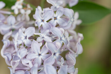 Macro close up of lilac bloom