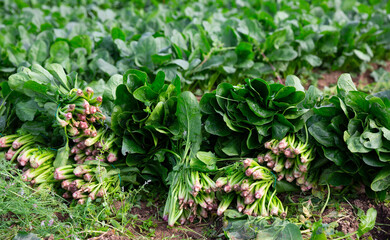 Bunches of freshly picked green spinach on plantation in sunny day. Harvest time