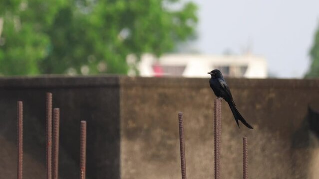 a black drongo sitting on a rod on top of a building. Avi fauna of indian urban areas.