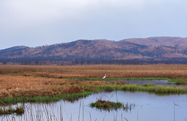 A great heron hunts in the morning foggy swamp. Beautiful landscape