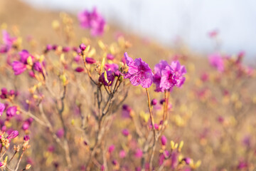 Close - up of flowers of Rhododendron dauricum. popular names rosemary, maral. Russia. Vladivostok