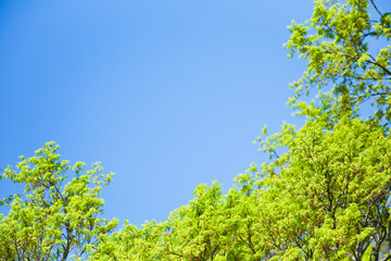 もみじの若葉と青空	