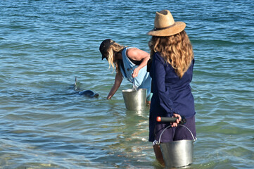 Australian Department of Parks and Wildlife ranger and volunteer feeding dolphins in Monkey Mia