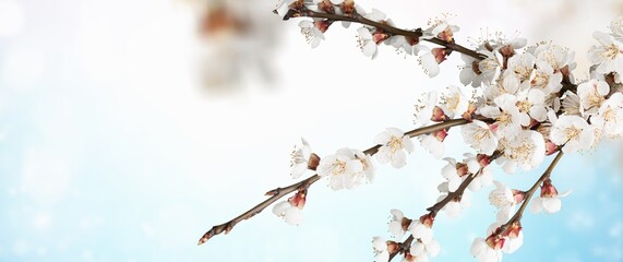 Flowering branches on a blurry bokeh background. Spring concept.