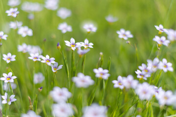 Obraz na płótnie Canvas 草原に咲く小さな花
