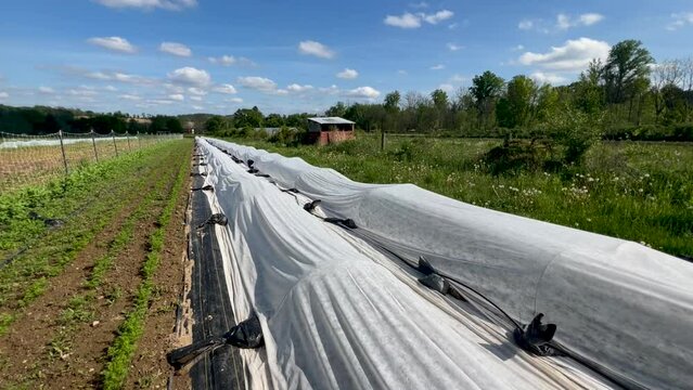 White garden fabric billows in the breeze over long rows of covered vegetables in a sunny organic garden. Rows of green cilantro plants and healthy soil under a blue sky with puffy white clouds 