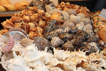 sea snail stock on shop