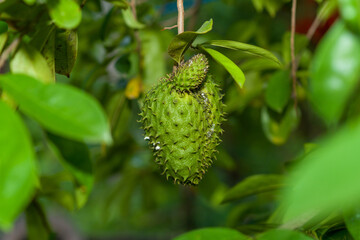 Soursop  guanabana  graviola exotic fruit hanging from tree country life. a fertile sirsat soursop tree with green leaves and fruit that begins to grow