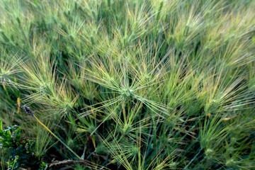 The beautiful green barley field.