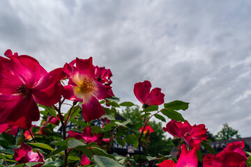 赤いバラの花が咲く観光地の風景