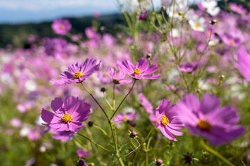 晴天の下、ゲレンデを彩るコスモスの花