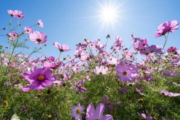 Obraz na płótnie Canvas 晴天の下、ゲレンデを彩るコスモスの花