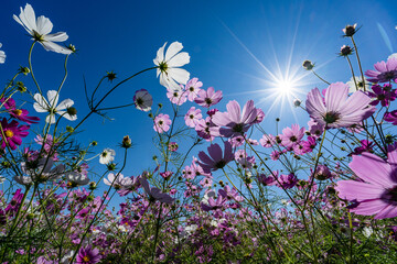晴天の下、ゲレンデを彩るコスモスの花