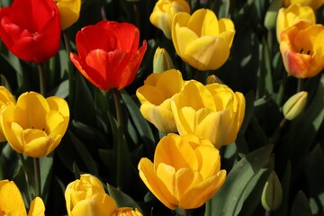 Yellow and red tulips in flower bed, close up