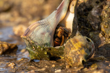 A hermit crab hiding in a lightning whelk shell