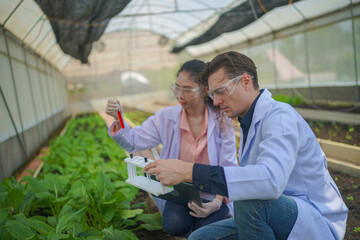 Fototapeta premium Agronomist farmer quality inspector holding are collecting data in greenhouse checking quality of vegetables in farm. Portrait of organic farm producer with digital tablet in greenhouse. 