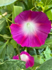 Naklejka premium pink rose flower