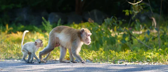 Gardinen Affe The father monkey leads the baby monkey on the road in nature park. The little monkey felt safe at Khao Ngu Stone Park, Ratchaburi, Thailand. Leave space for banner text input.  © sompao