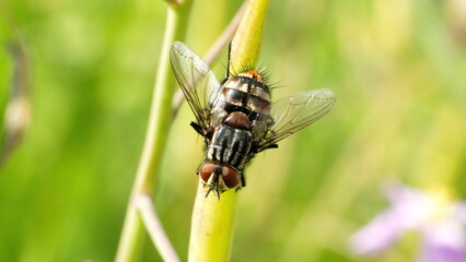 Fly on a stick in a field in Cotacachi, Ecuador