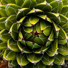 The concentric pattern of the spiral arrangement of the leaves of the succulent plant Queen...