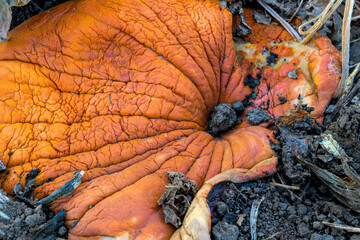 Pumpkin rotting on the ground, orange color, background or backdrop 