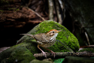Puff-throated Babbler, birds in the forest, national park thailand , moss