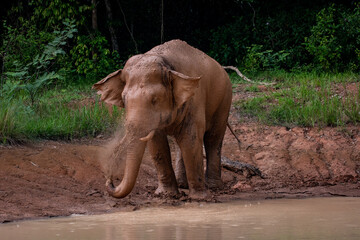 Fototapeta premium elephants in a national park in Thailand, Elephants spa mud 