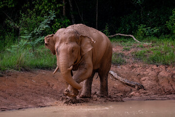Fototapeta na wymiar elephants in a national park in Thailand, Elephants spa mud 