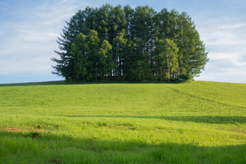 緑の丘の新緑のカラマツ林　美瑛町
