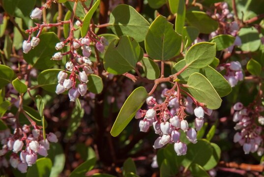 Greenleaf Manzanita (Arctostaphylos patula) pink wildflower shrub in Cascade Range, California
