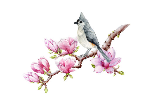 Titmouse on magnolia blooming branch. Watercolor illustration. Tender spring illustration. Tufted titmouse bird in tender spring pink blossoms. Beautiful springtime decoration element