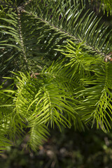 fir tree close up. Green branches of fir tree .