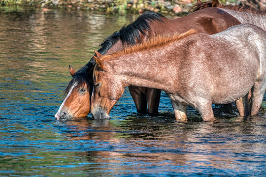 Salt River wild horses getting a drink at the river