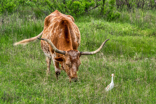 Texas Longhorn in Oklahoma