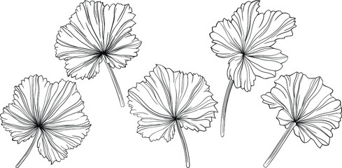 Leaves isolated on white. Hand drawn vector illustration.
